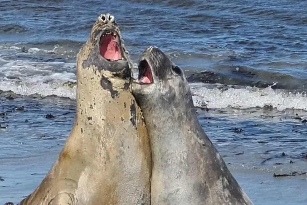 imageye___-_imgi_135_Whale-Point-Penguins-Elephant-Seals-View-4