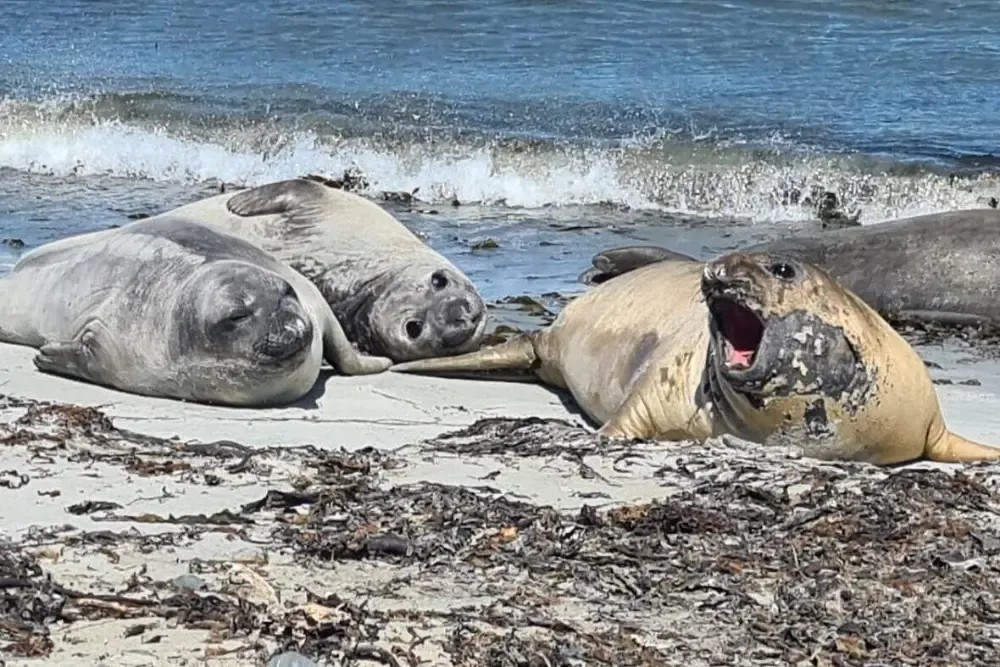 imageye___-_imgi_151_Whale-Point-Penguins-Elephant-Seals-View-6
